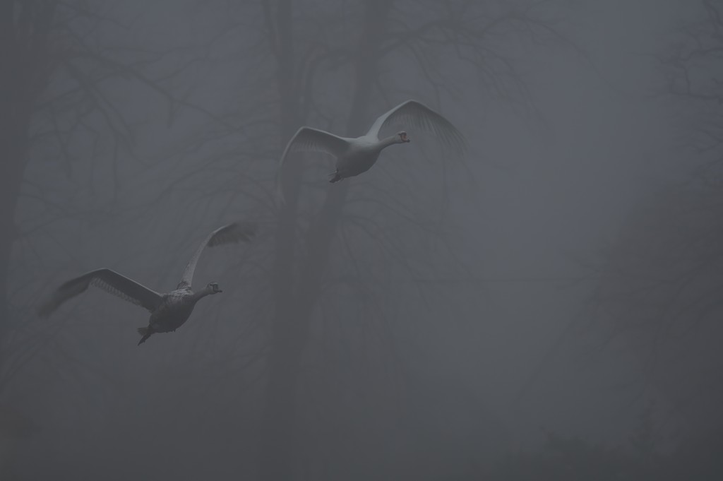 500_4551-DeNoiseAI-raw.jpg