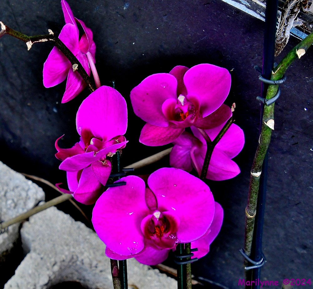 500_9288_001.JPG
