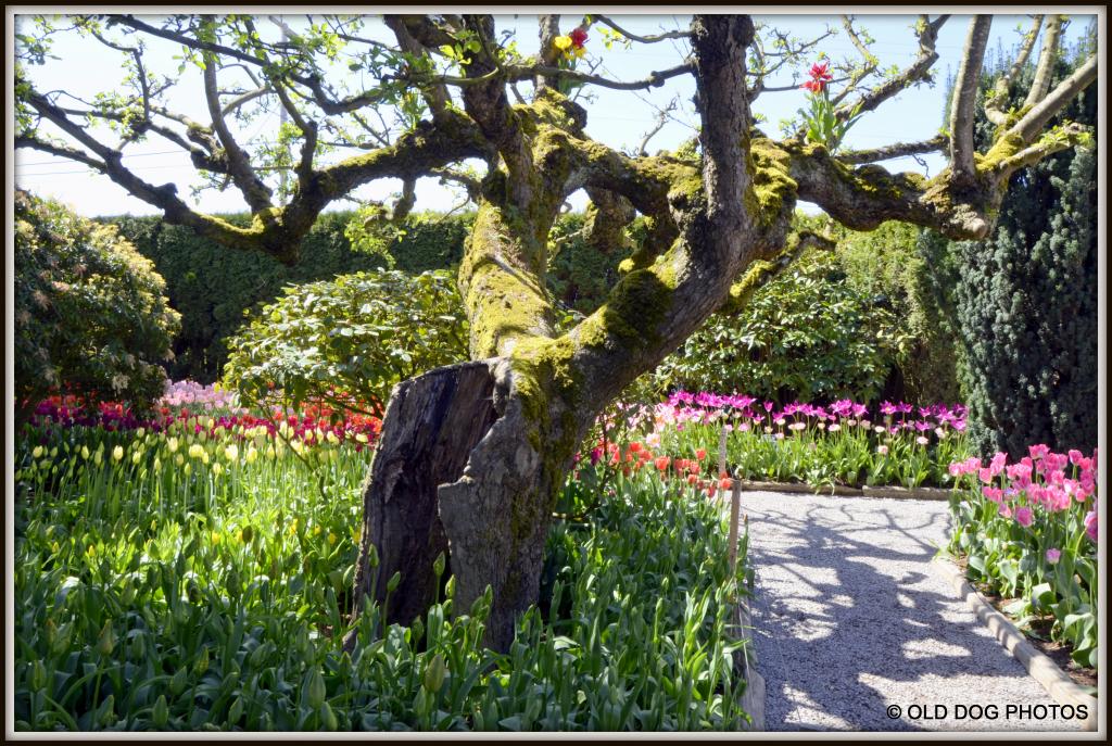 5100 tulip 577.jpg