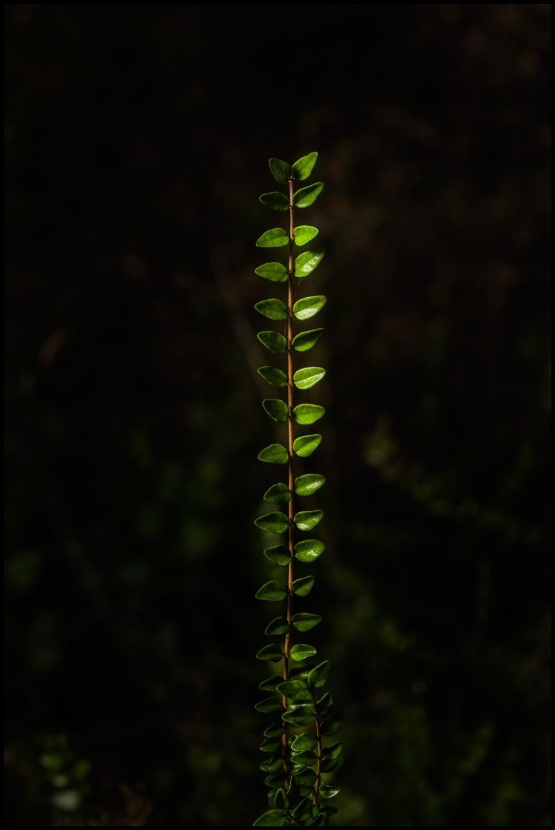 51652154780_b549437d04_o.jpg
