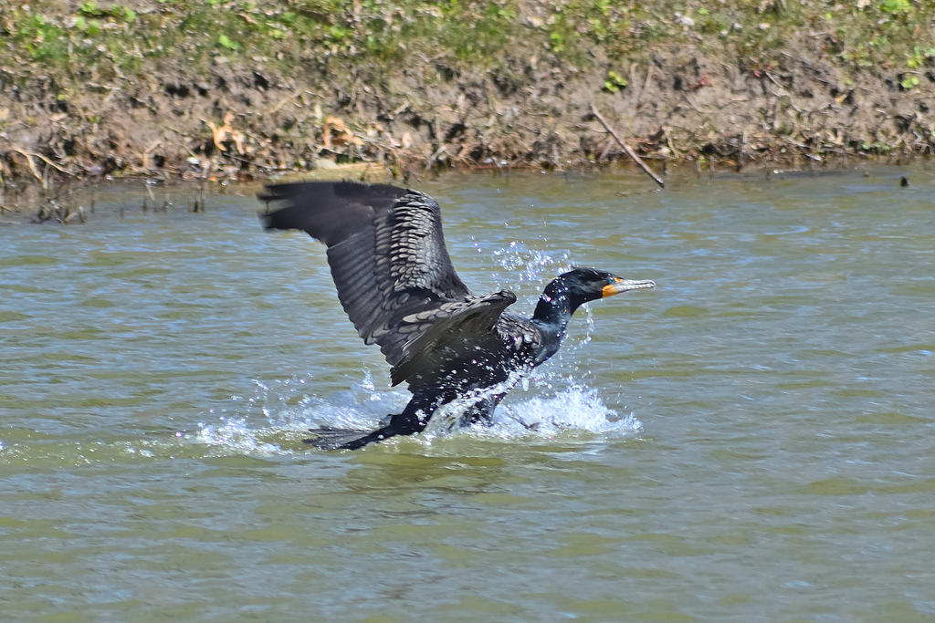 560_0008R_LSh_cr.jpg