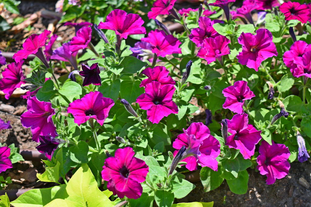 560_0009_LSh_cr_sm.jpg
