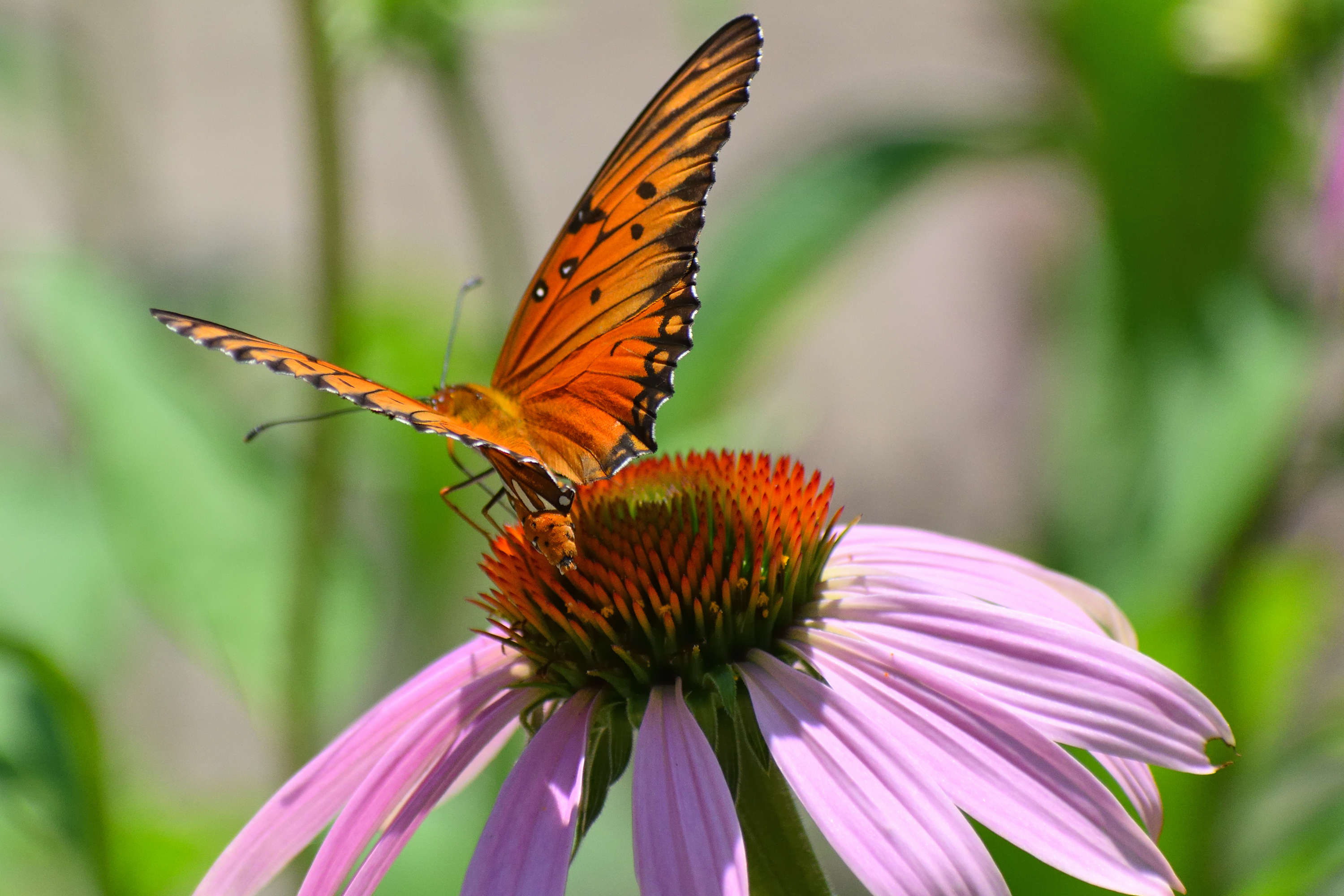 560_0033R_cr_sm.jpg