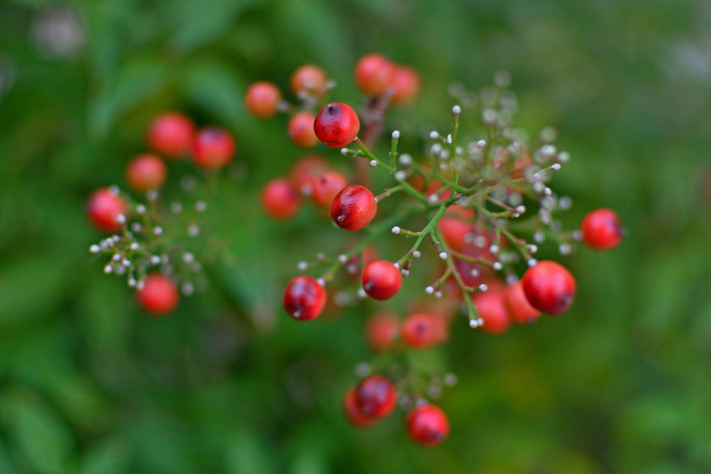 560_0040R_LSh_cr_sm.jpg
