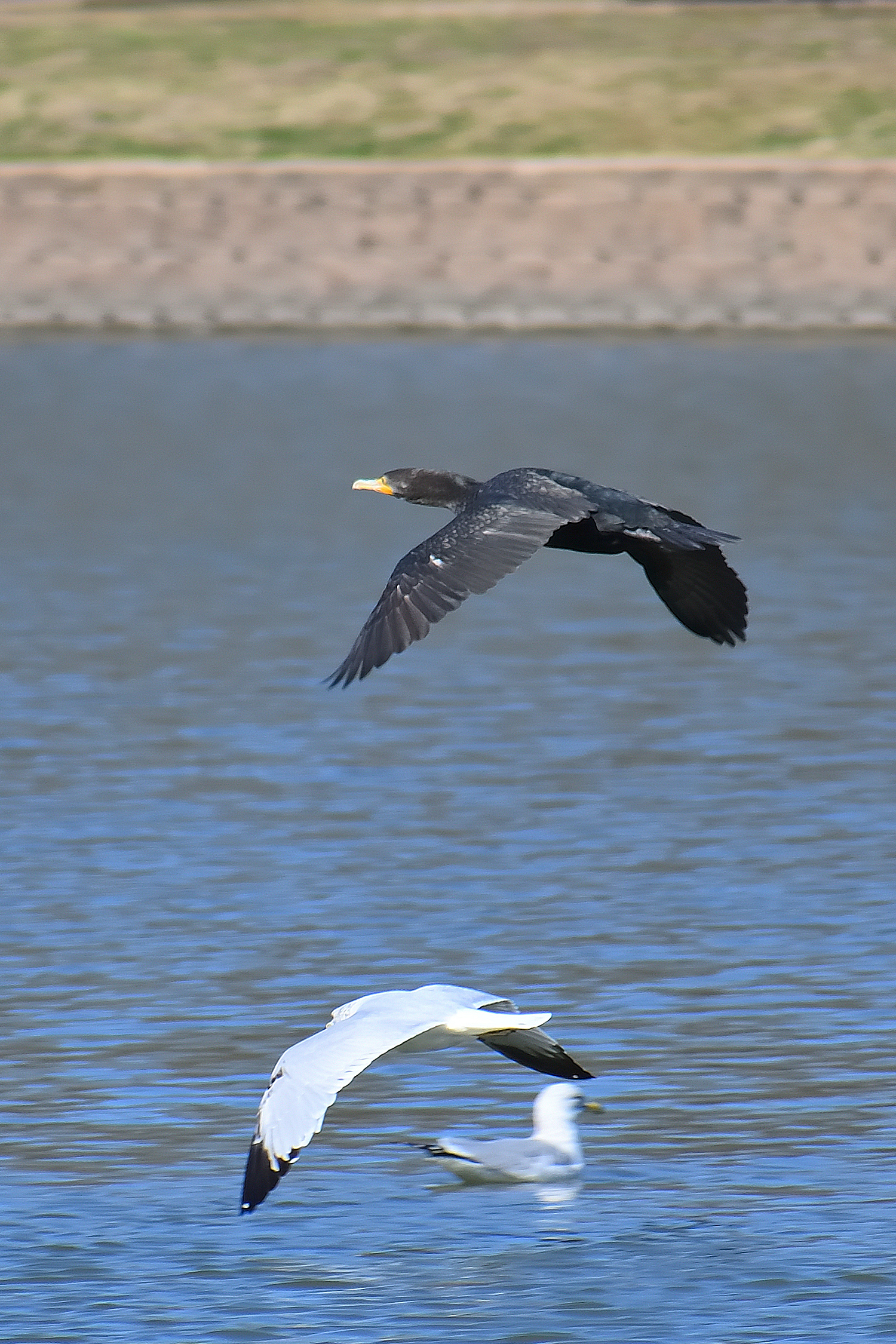 560_0042R_StSh_cr.jpg