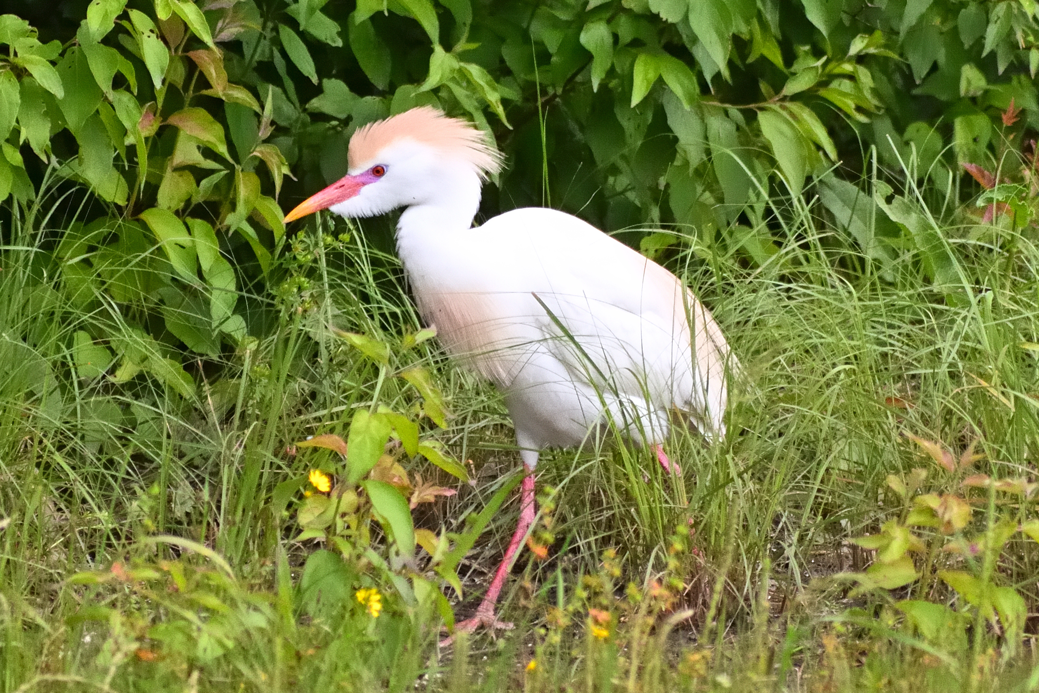 560_0137R_cr.jpg