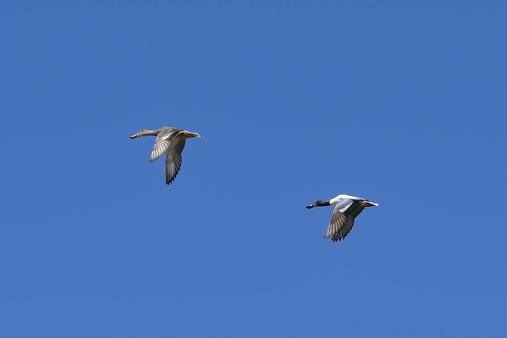 560_0143R_cr.jpg