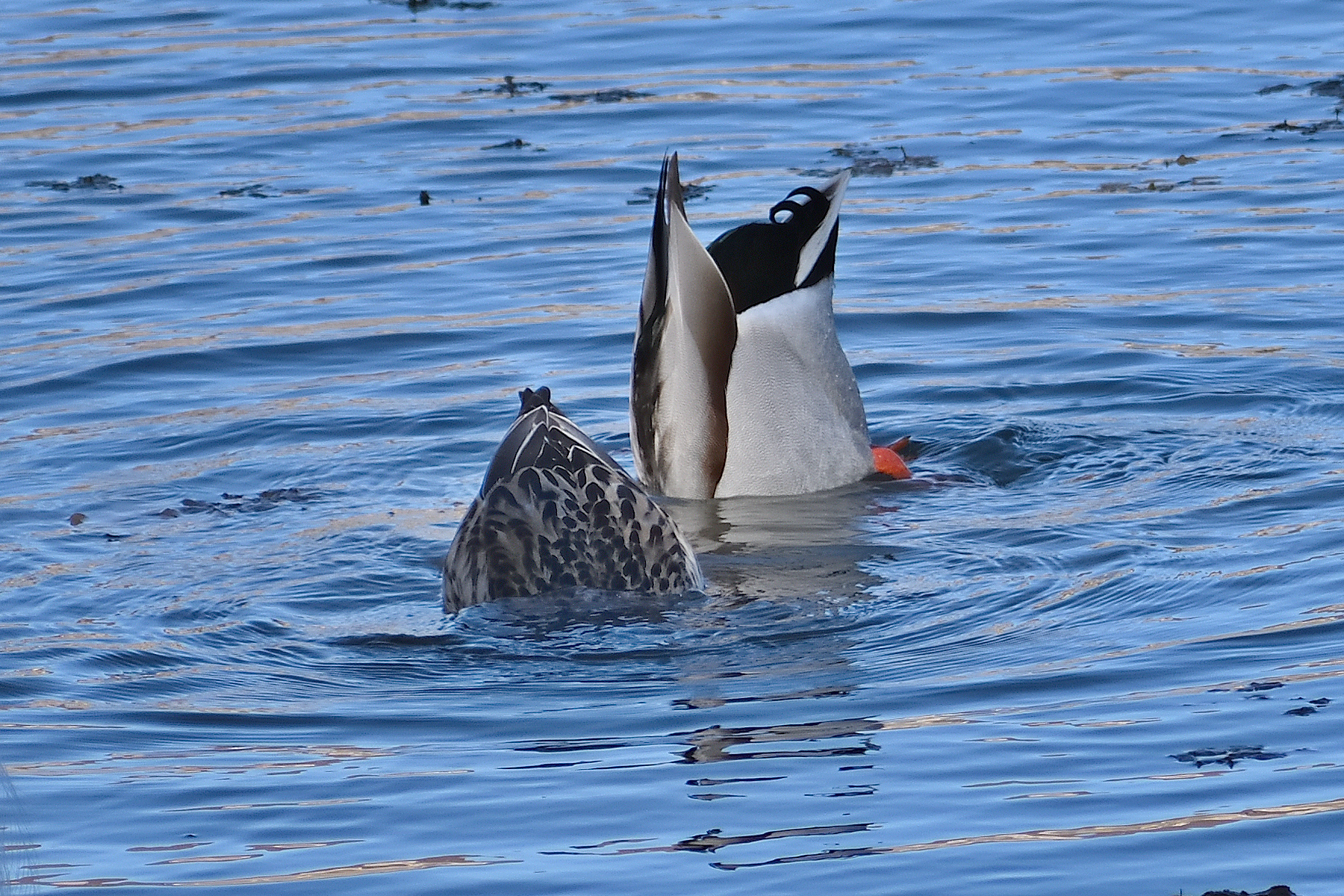 560_0157R_LSh_cr.jpg