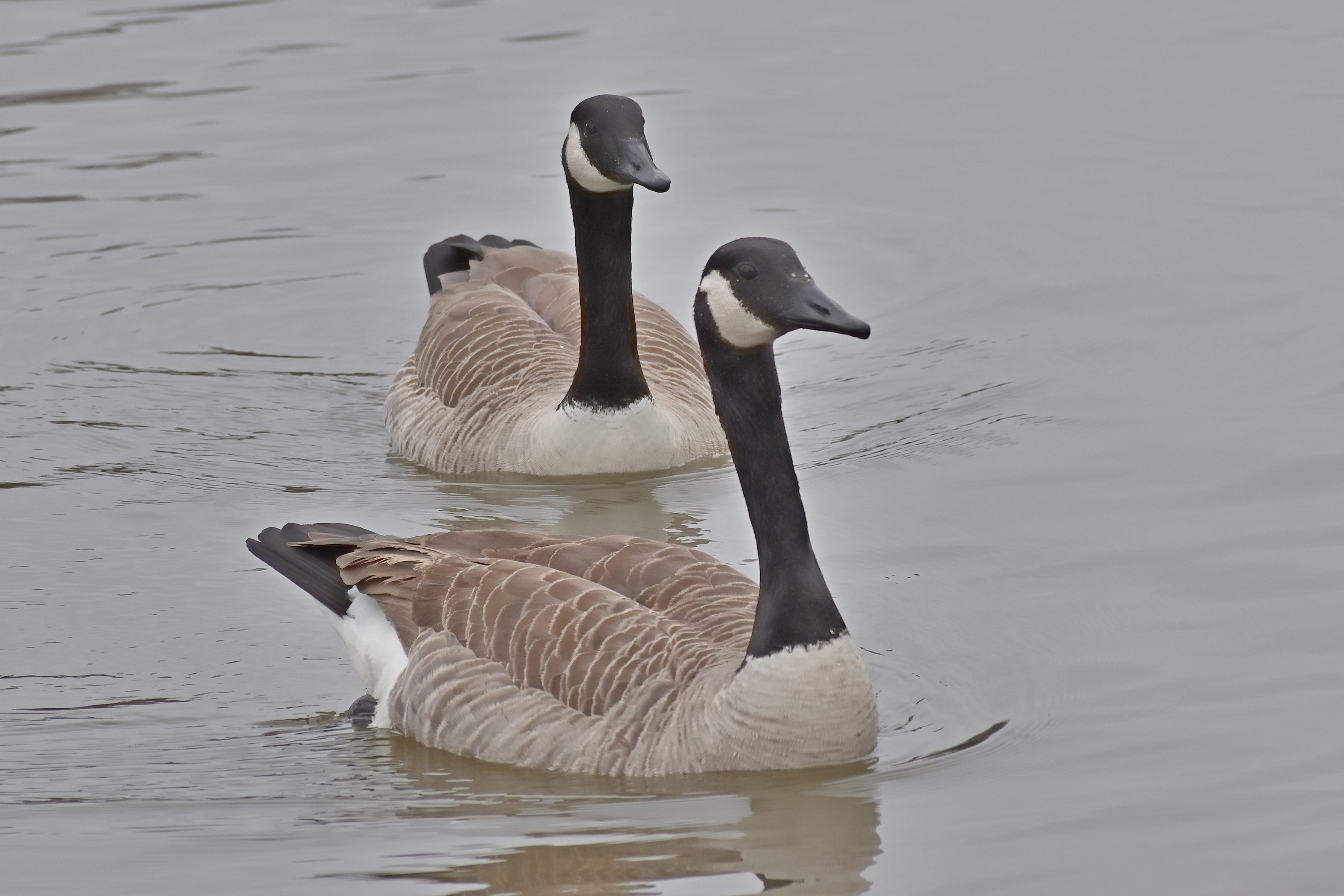 560_0159R_L_cr_sm.jpg