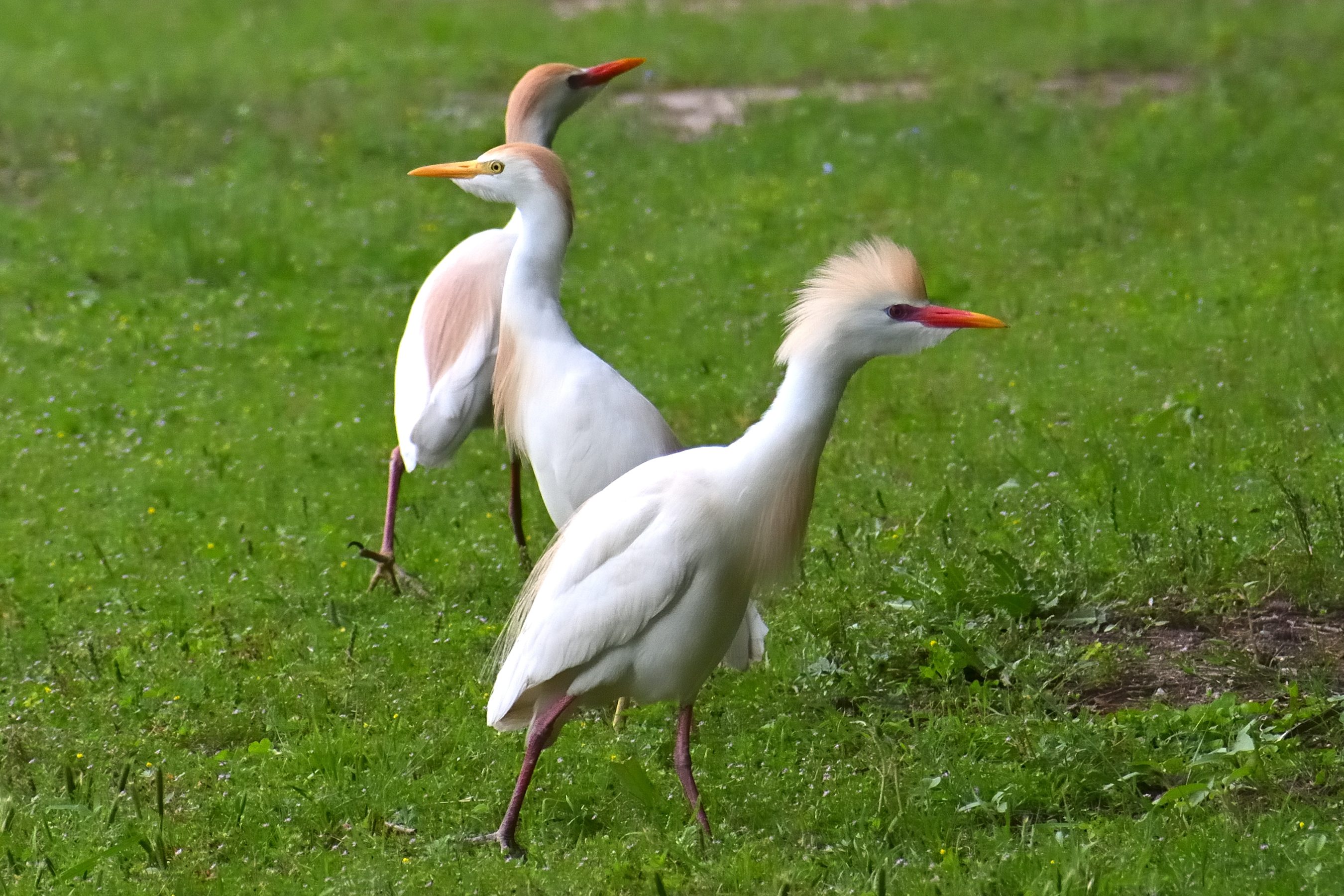 560_0169R_cr.jpg