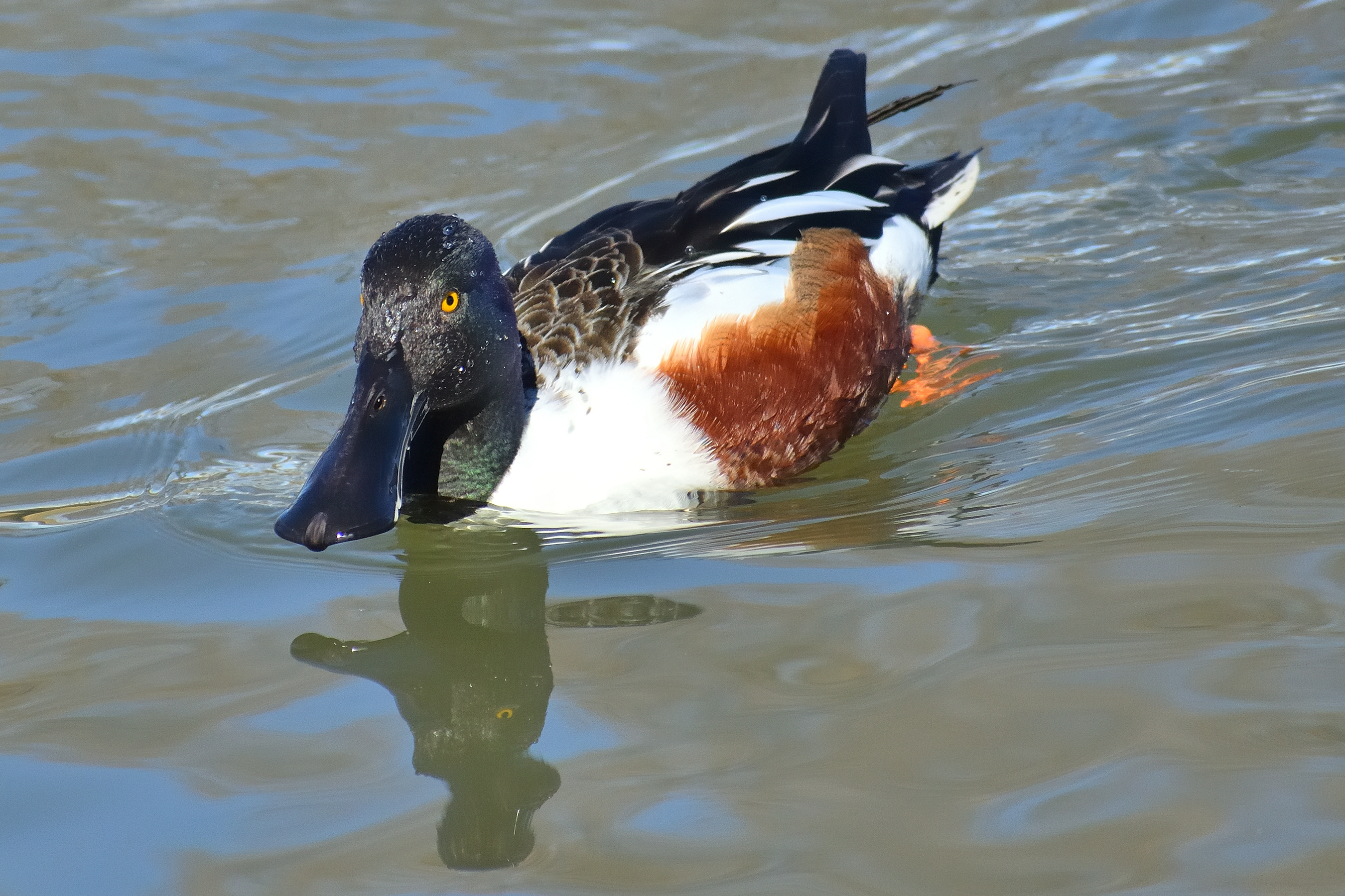560_0185R_cr_sm.jpg