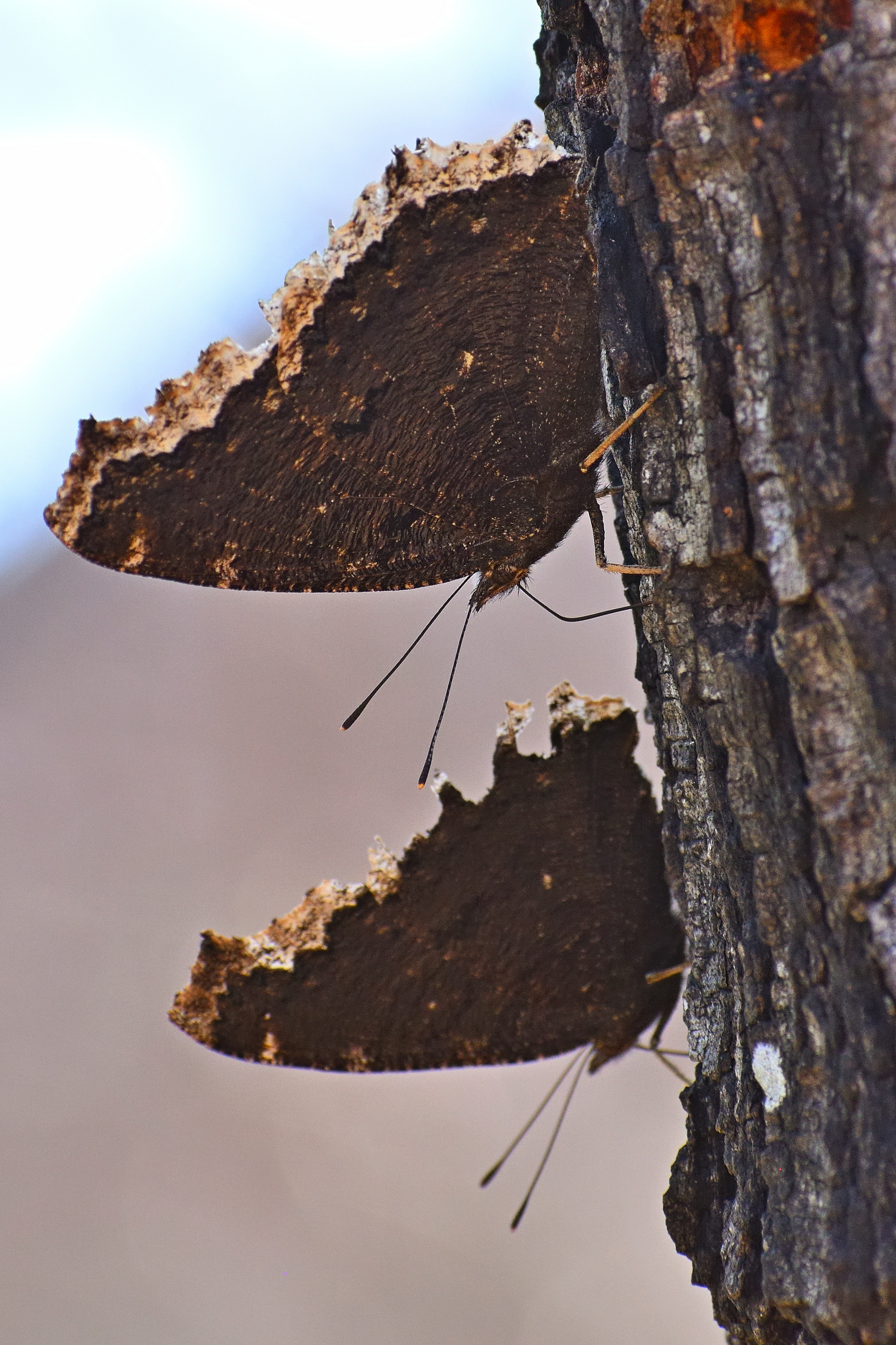 560_0194R_LShN_cr_sm.jpg