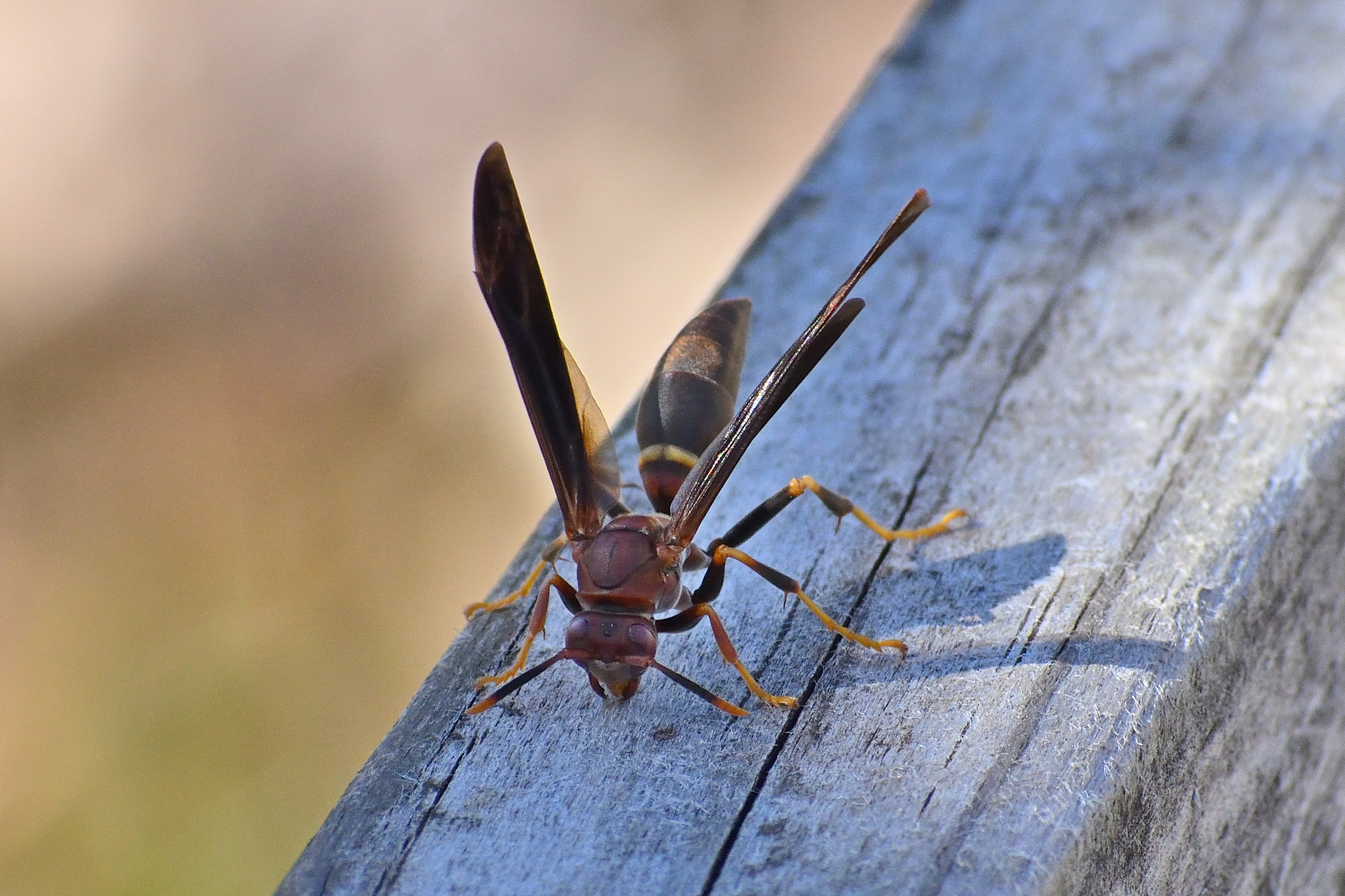 560_0200R_LShN_cr.jpg