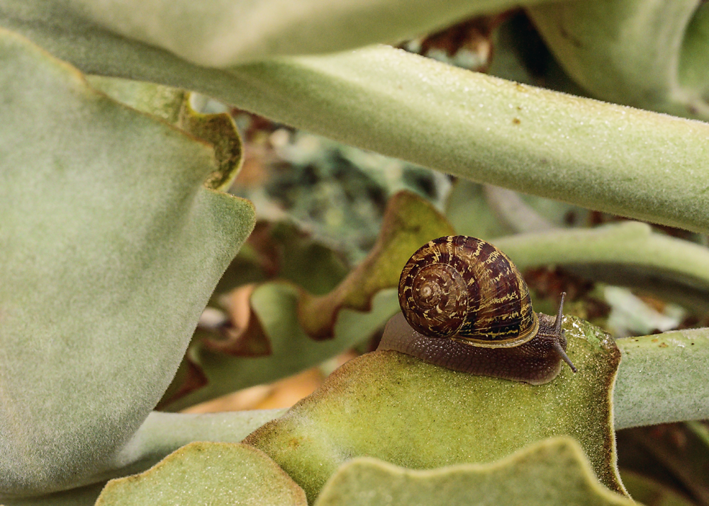5928 - Racing Snail.jpg