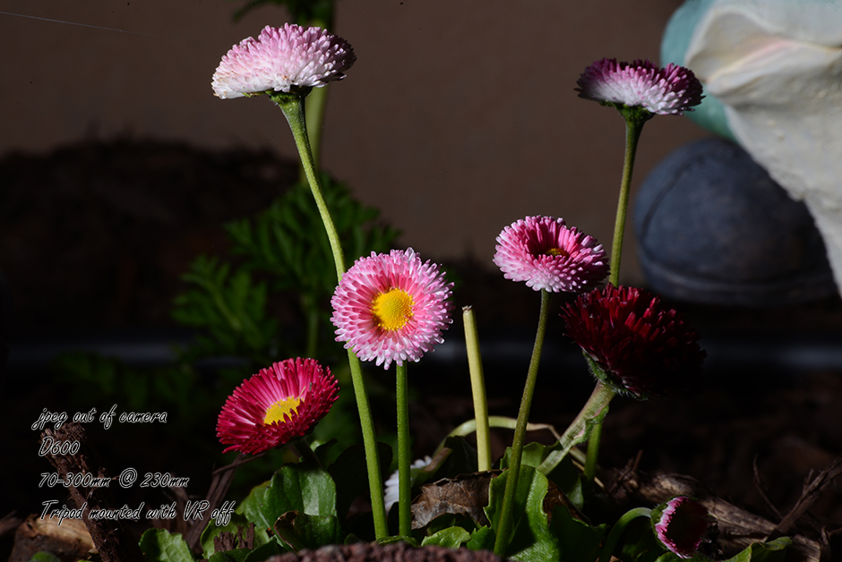 5_DSC_6490.jpg