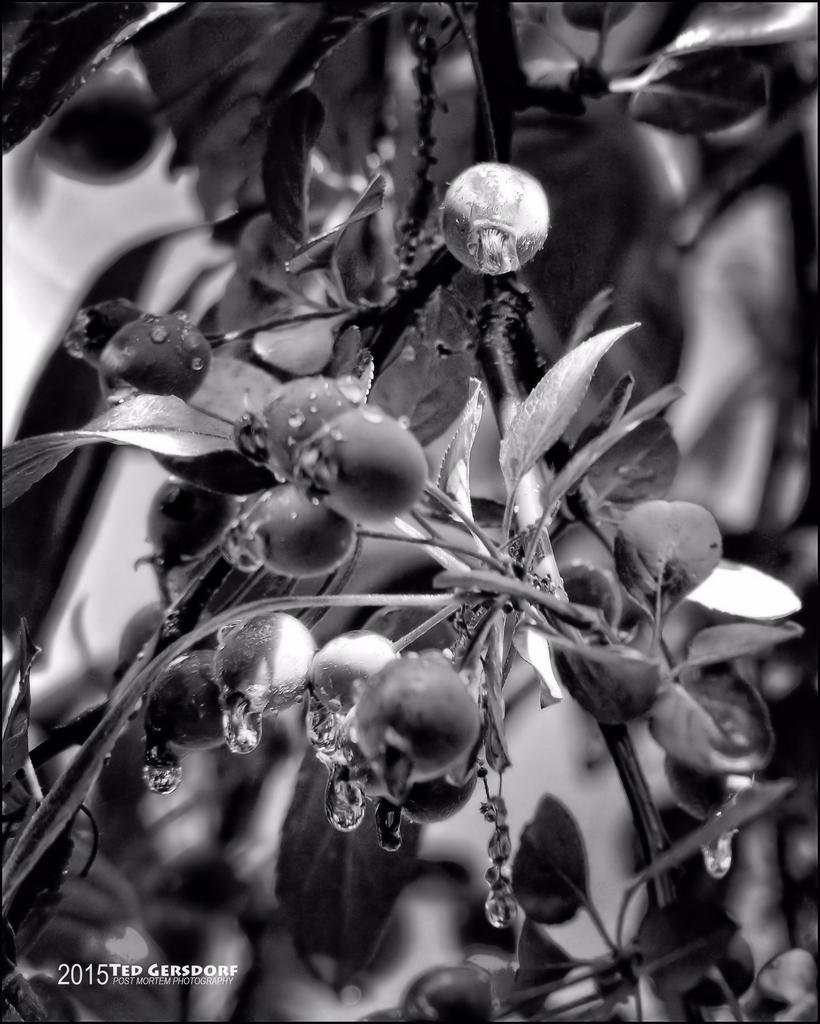 6-27-15 Heather Lane  5bw.jpg