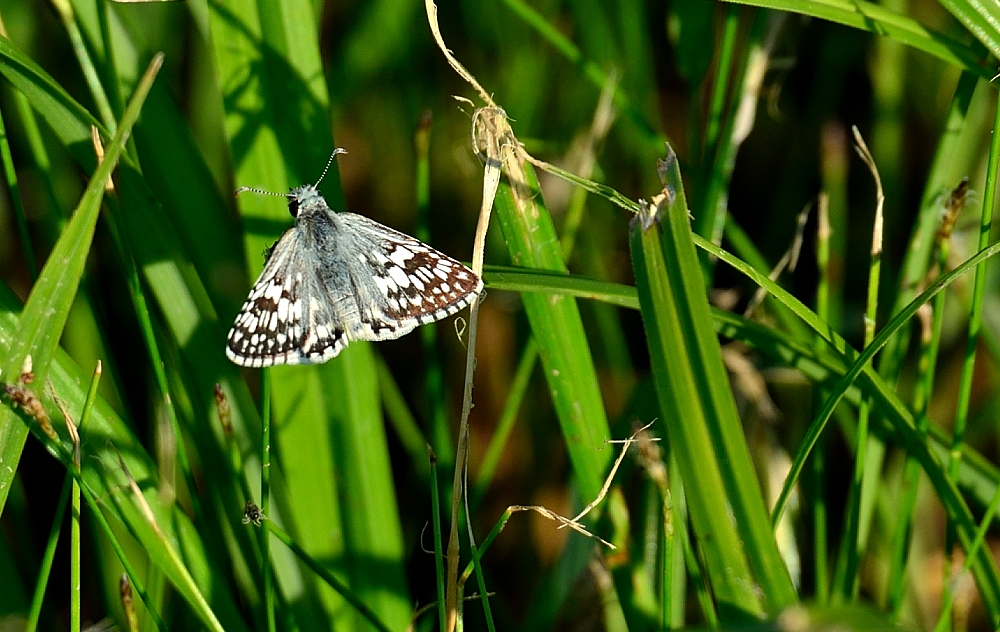 6 - 7th Aug 2014 009.JPG