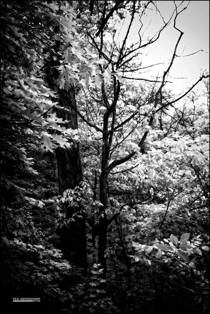 6-9-15 Berea Falls IR   3bw.jpg