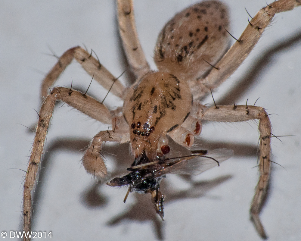 6 legs (1 of 1).jpg