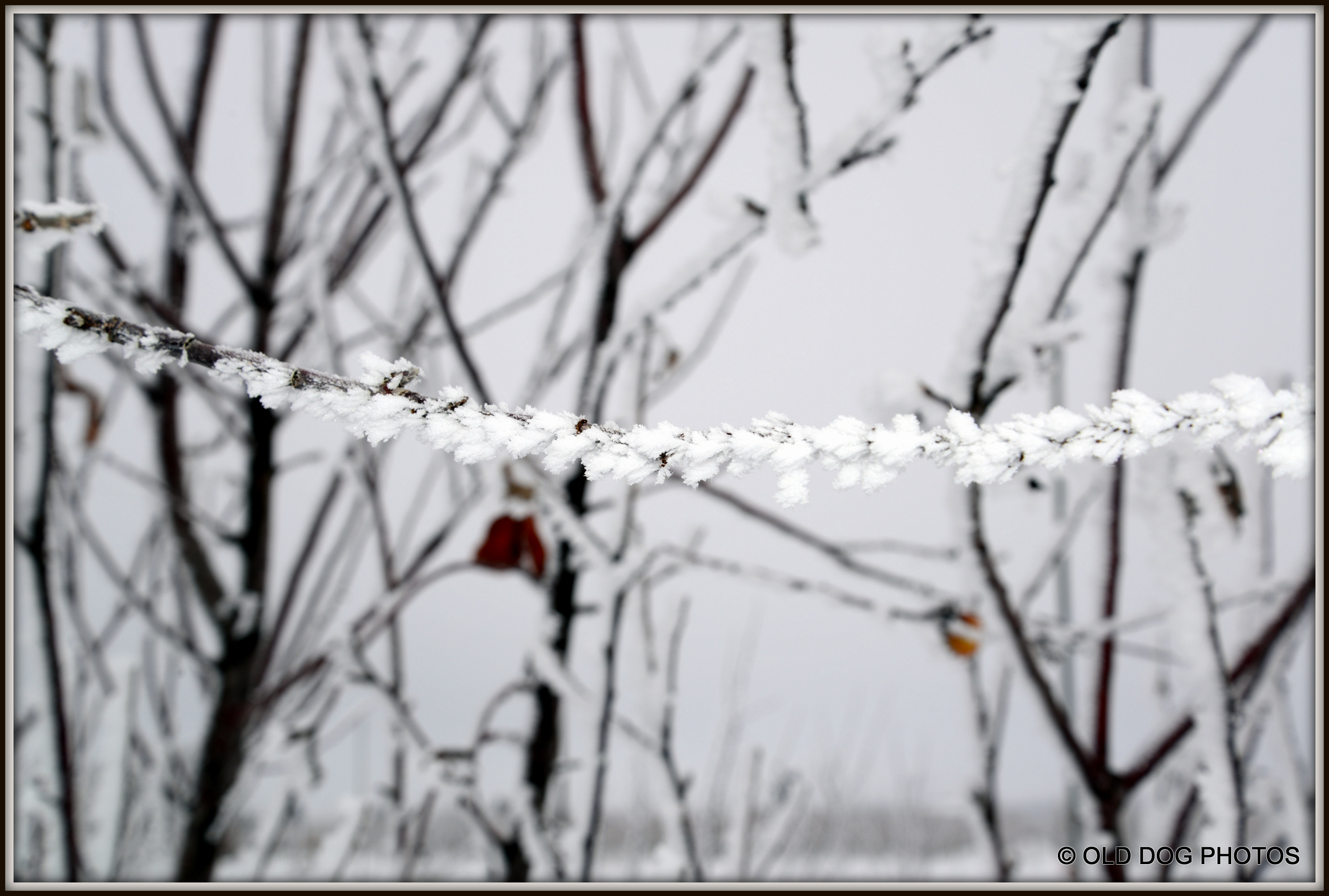 600 FOG AFTERNOON 026.JPG