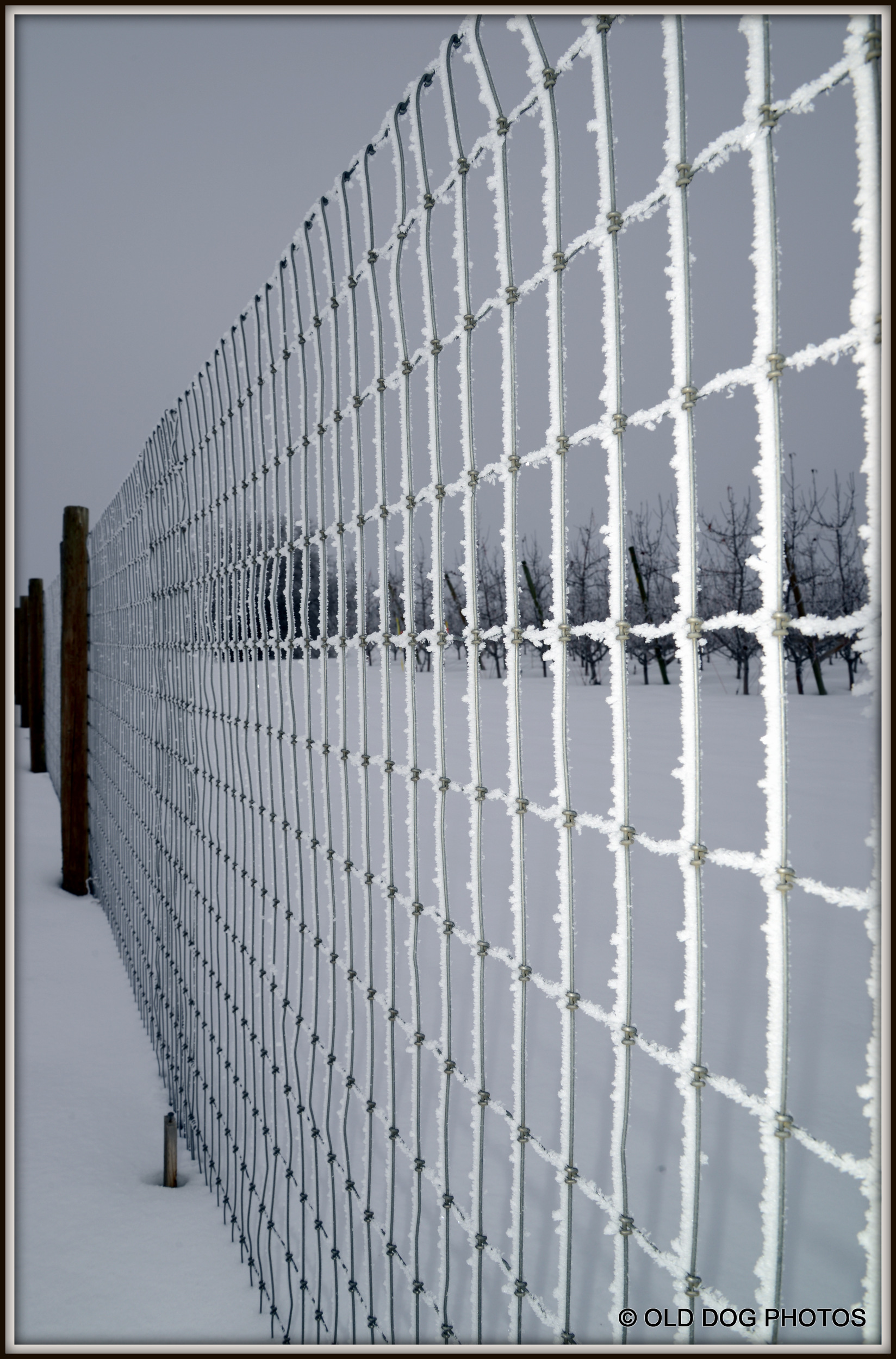 600 FOG AFTERNOON 078.JPG