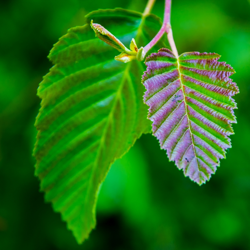 600_3743 (1000x1000).jpg