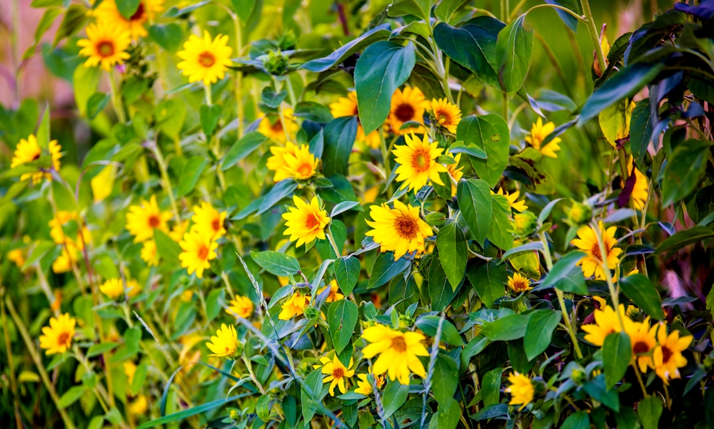 600_5806.jpg
