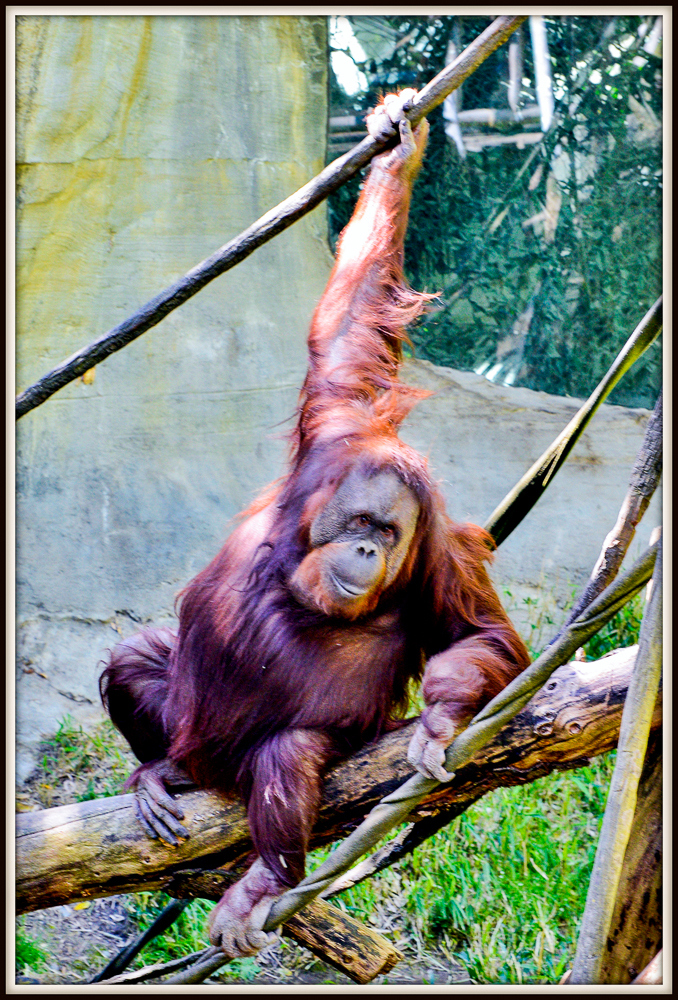 600zoo 231.jpg