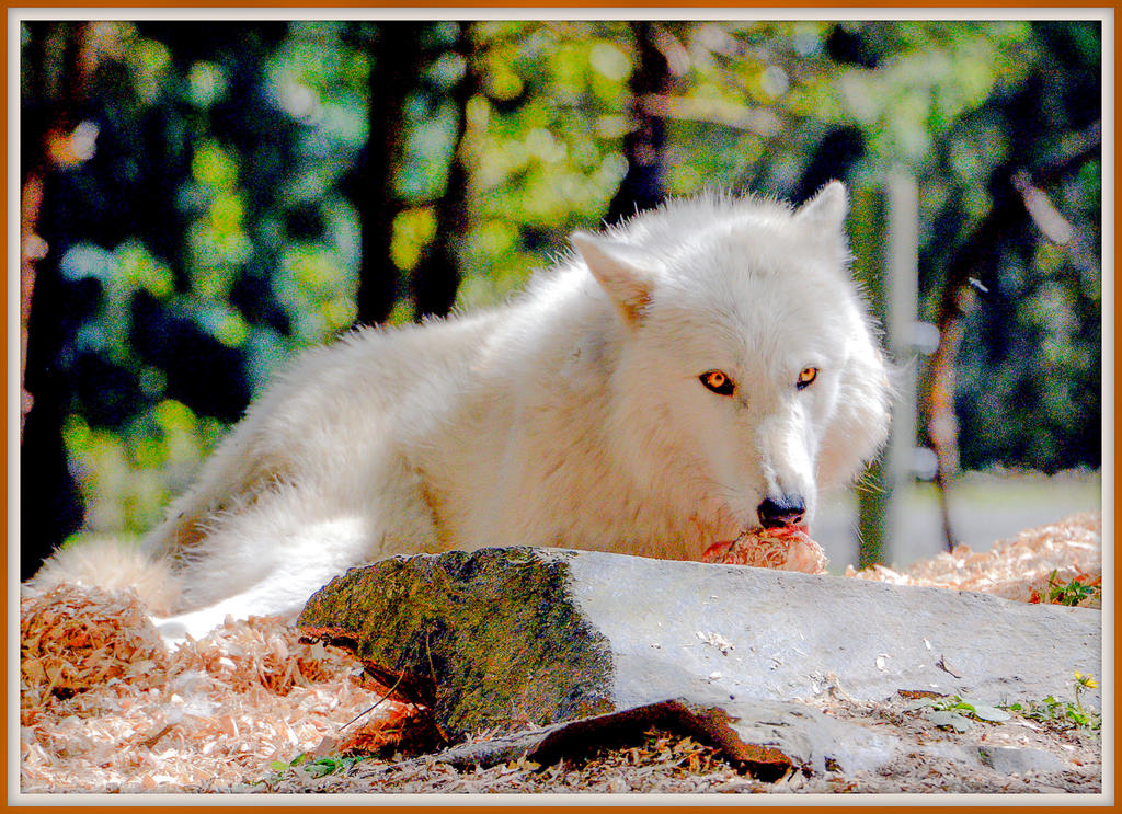 600zoo 488.jpg
