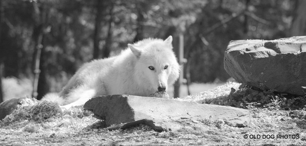 600zoo 488.jpg
