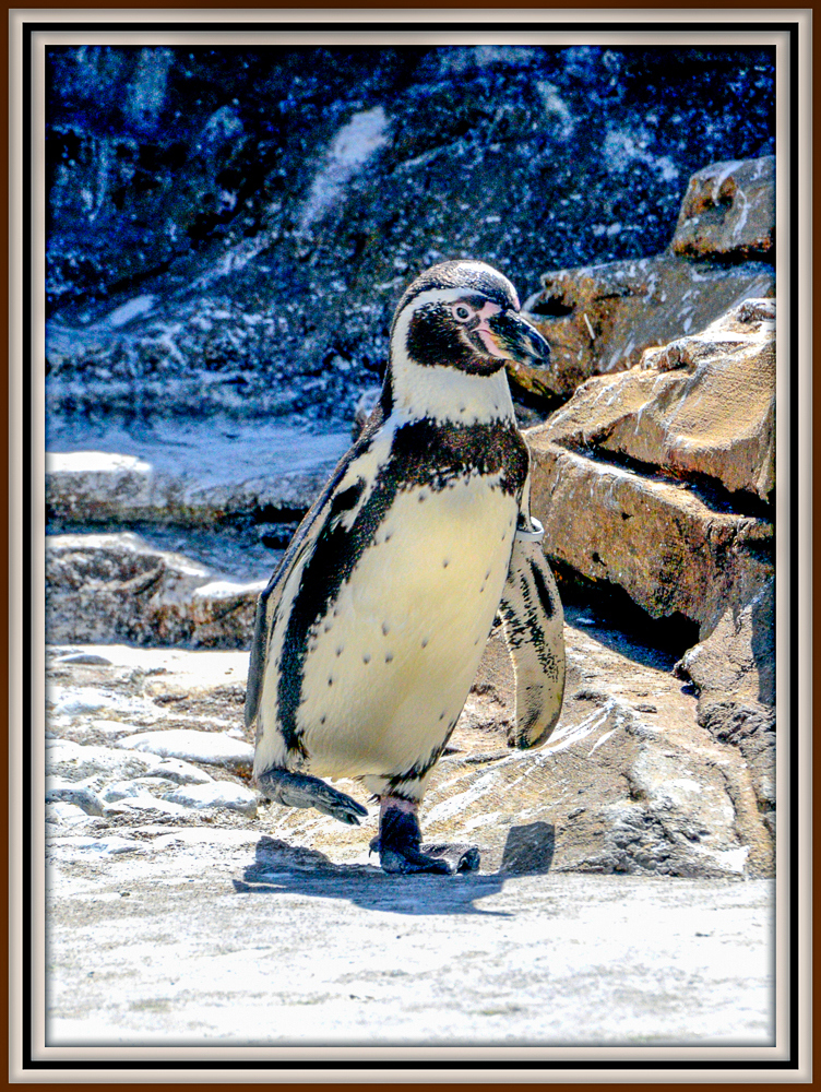 600zoo 582.jpg