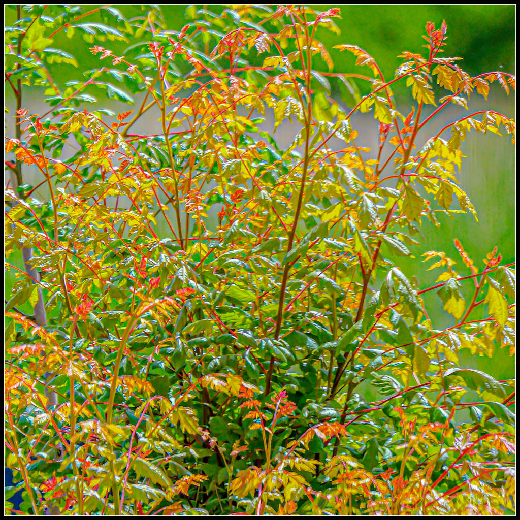 610_0374-Edit.jpg