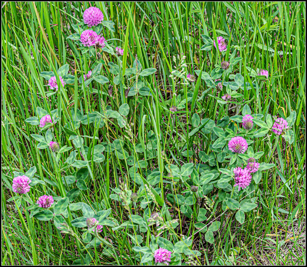 610_0474-Edit.jpg