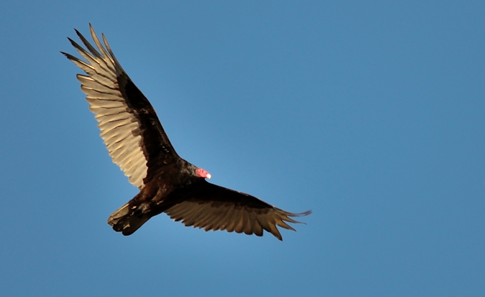6th Apr 2014 010.JPG