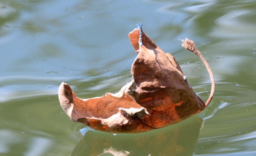 6th Sept 2015 025.JPG
