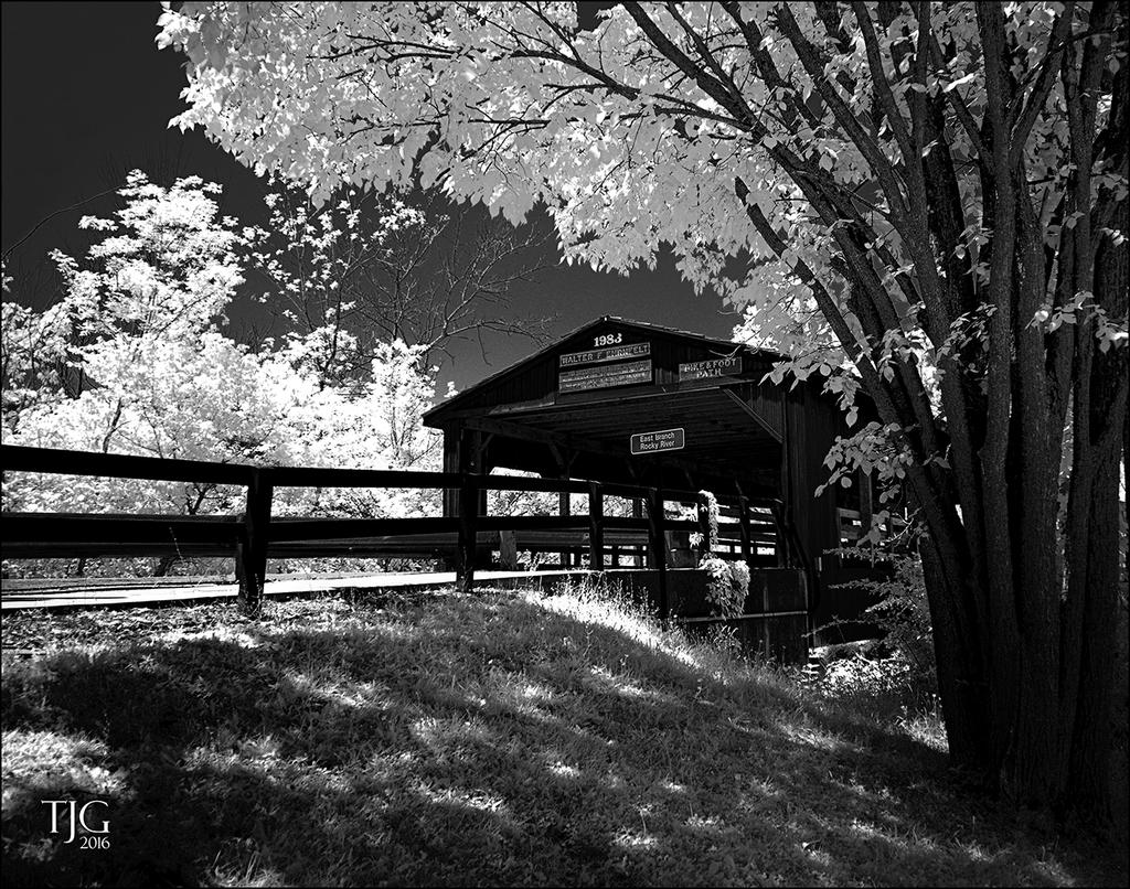 7-10-16 WinkLiz IR   2BWsm.jpg