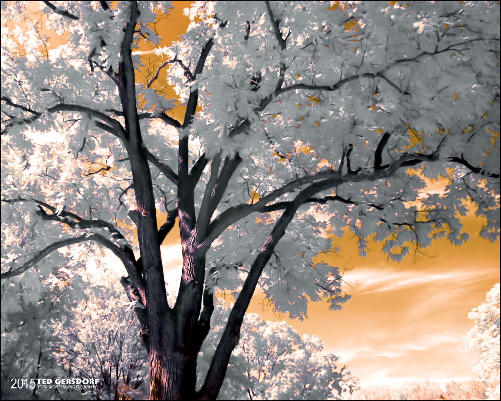 7-16-15 OlmHistorical  IR  3B.jpg