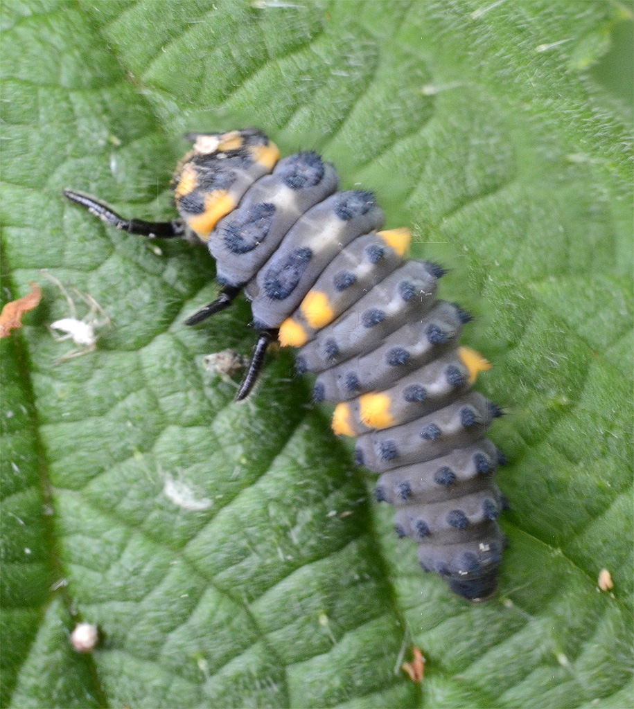 7-spot Ladybird Larva.jpg