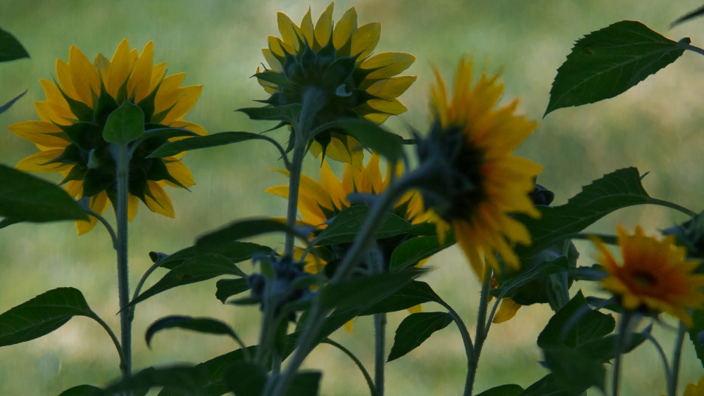 710_2944 (1000x563).jpg
