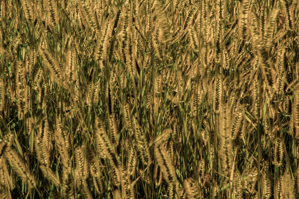 710_3959 (1000x667).jpg