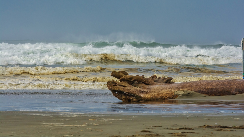 710_5361 (1000x563).jpg
