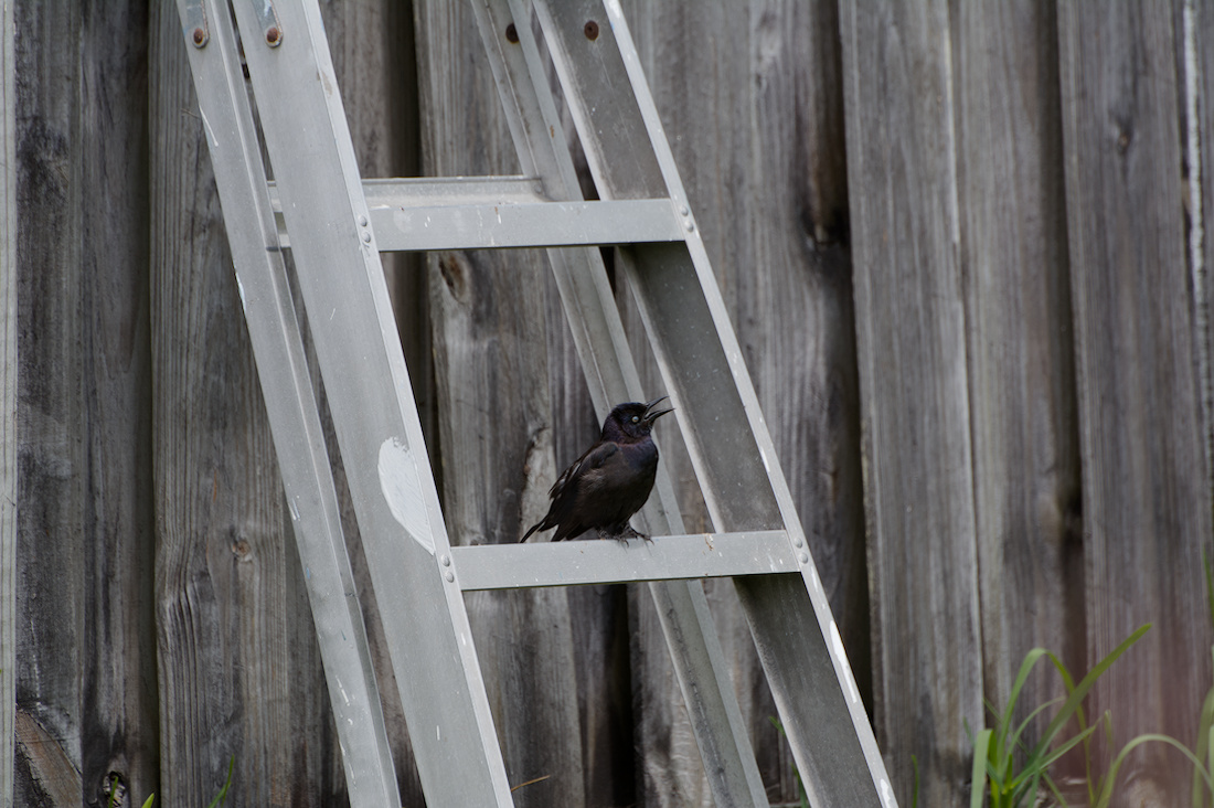 71D_0023_Bird.jpg