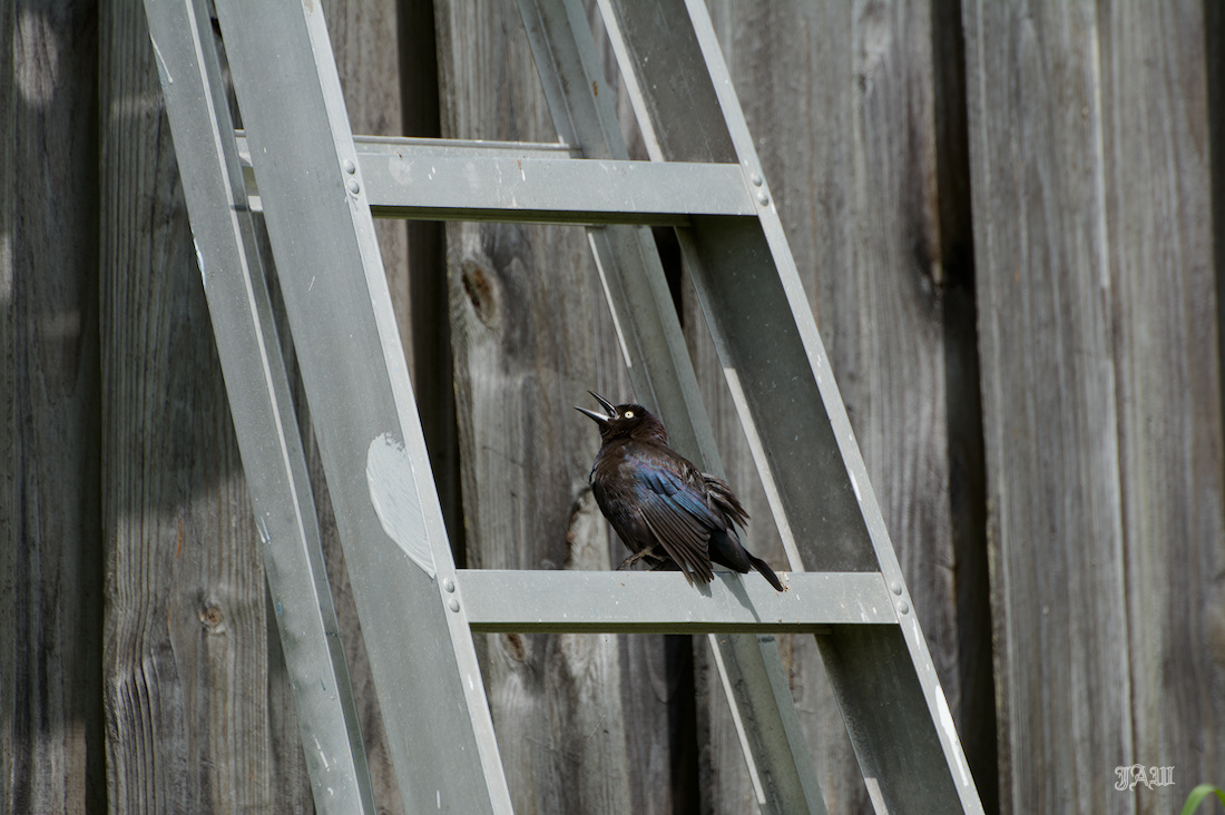 71D_0033_Bird.jpg