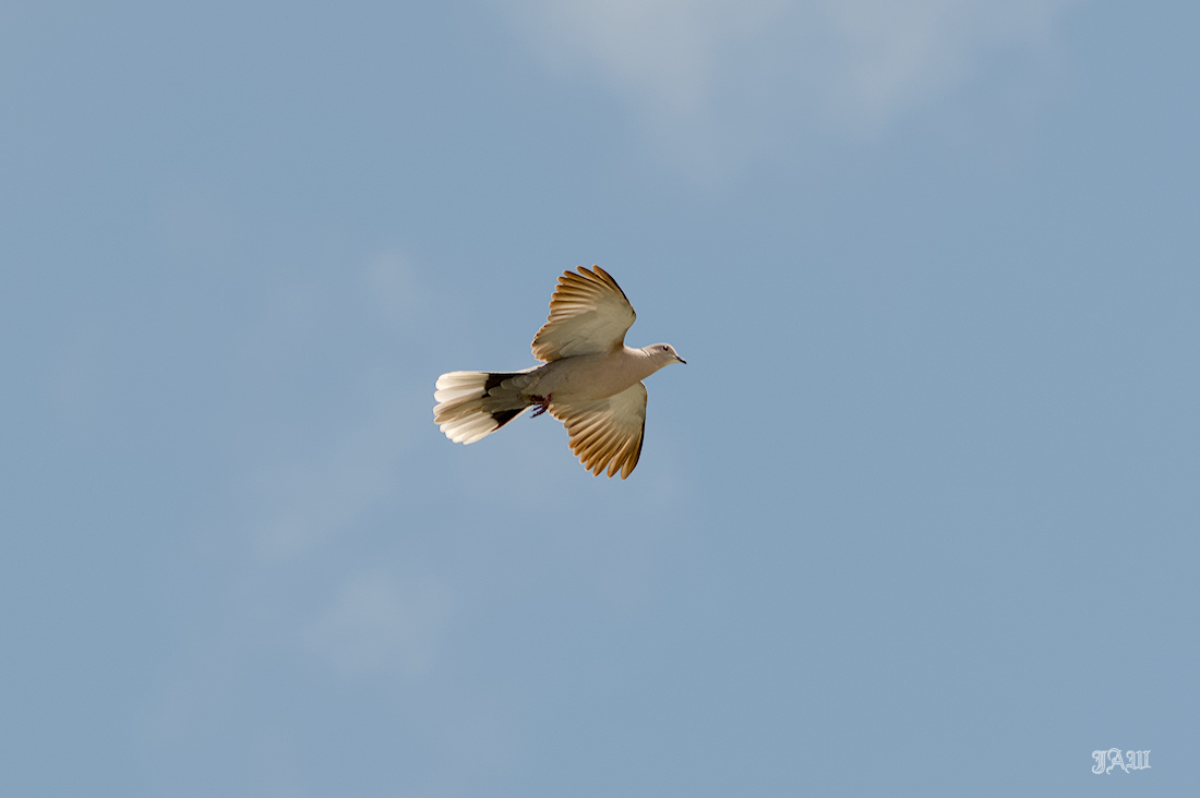 71D_0067_Bird.jpg