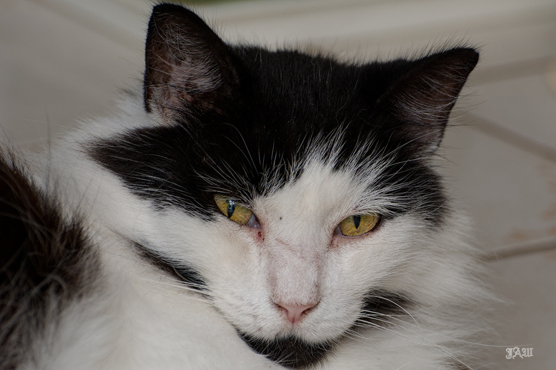 71D_0105_Charlie.jpg