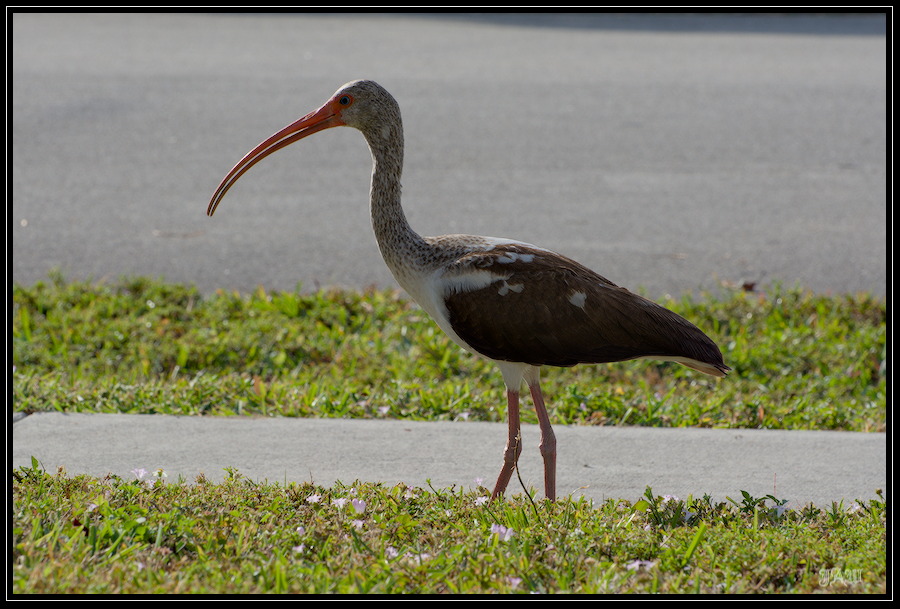 Juvenile White Ibis