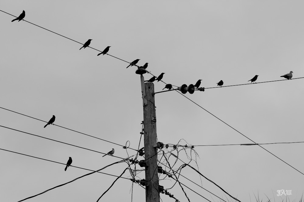 71D_8590.jpg
