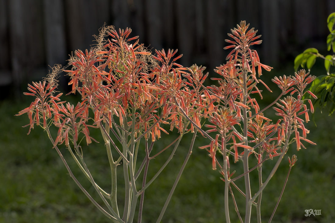 Aloe blooms