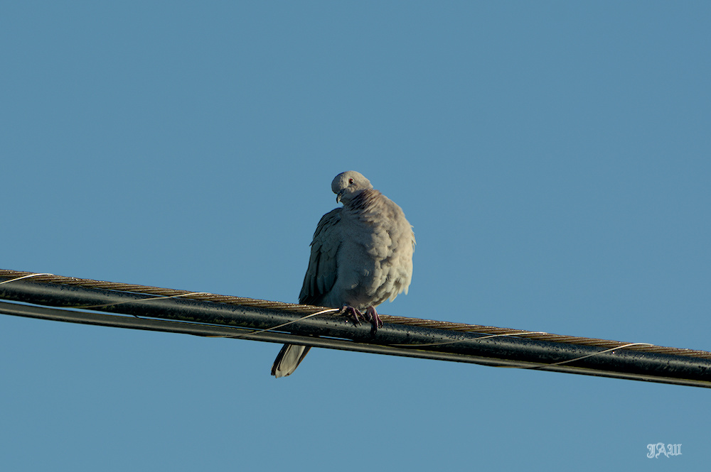 71D_8931_Bird.jpg