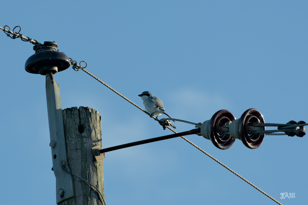 71D_8940_Bird.jpg